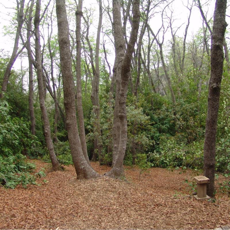 Reserva Nacional Altos de Lircay